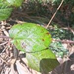 Rubus macrophyllus Blad