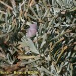 Cneorum pulverulentum Other