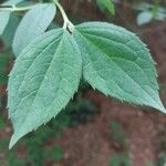Philadelphus subcanus Hoja