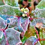 Berberis repens Flor