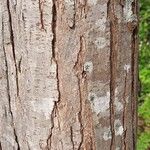 Toona sinensis Bark