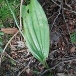 Cypripedium acaule 葉