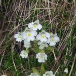 Pinguicula alpina Flor