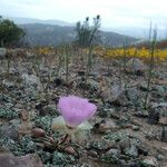 Lewisia rediviva Habit