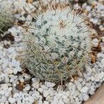 Mammillaria bombycina ᱥᱟᱠᱟᱢ