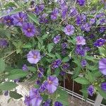 Solanum laciniatum Flower