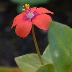 Lysimachia arvensis Blomma