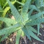 Aloe maculata Φύλλο