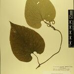 Aristolochia griffithii ᱮᱴᱟᱜ