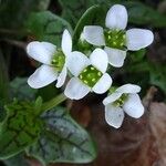 Cochlearia officinalis Flower