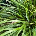 Carex pendula Leaf