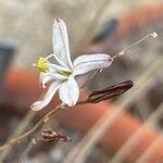 Drimia fugax Flower