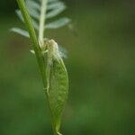 Vicia pannonica Ffrwyth