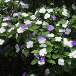 Brunfelsia australis Агульны выгляд