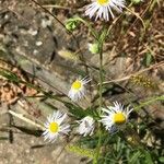 Erigeron annuusBlüte