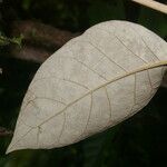 Piptocarpha poeppigiana 葉