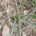 Dipcadi susianum Leaf