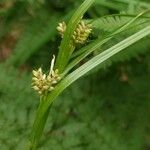 Carex pallescens 果實