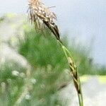 Carex sempervirens Fleur