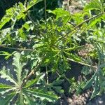 Hibiscus cannabinus List