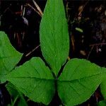 Arisaema stewardsonii Blad