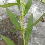 Tagetes lucida Leaf