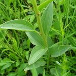 Arnoglossum plantagineum Leaf