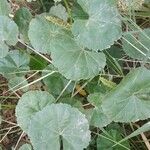 Malva pusilla Blad