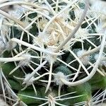 Pediocactus peeblesianus ᱥᱟᱠᱟᱢ