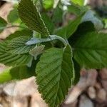 Aria edulis Leaf