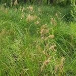 Scirpus cyperinusശീലം