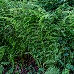 Athyrium distentifolium Blad