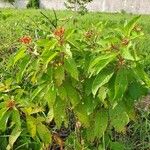 Hamelia patens Leaf