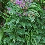 Vernonia baldwinii Flor