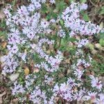 Symphyotrichum cordifoliumКвітка