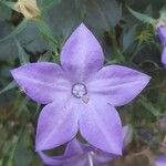 Campanula fragilis Floare