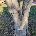 Ficus benjamina Bark