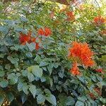 Tecomaria capensis Blüte