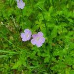 Geranium maculatumFlower