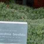 Deuterocohnia brevifolia Other