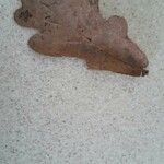Quercus canariensis Leaf