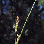 Carex distachya Leaf