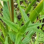 Amsonia tabernaemontana Folha