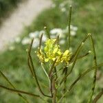 Sisymbrium irio Blüte