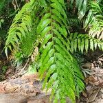 Stenochlaena palustris Leaf