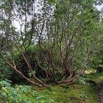 Rhododendron thomsonii Habitat