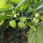 Physalis longifolia Plod