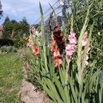 Gladiolus communis Blüte