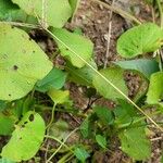 Ipomoea asarifolia Leaf