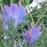 Echium vulgareFlower